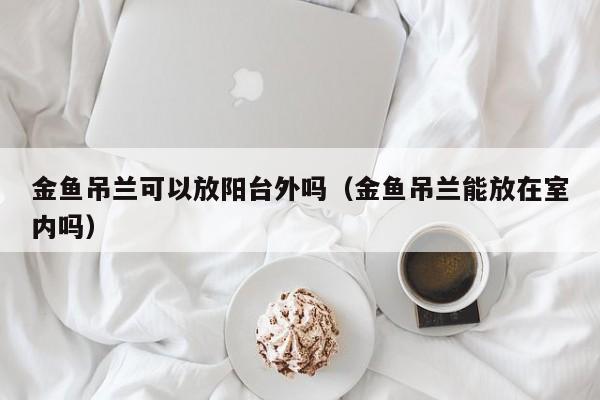 金鱼吊兰可以放阳台外吗（金鱼吊兰能放在室内吗） 